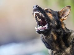 Pas u Goraždu napao dječaka (8), nanio mu povrede po glavi i tijelu