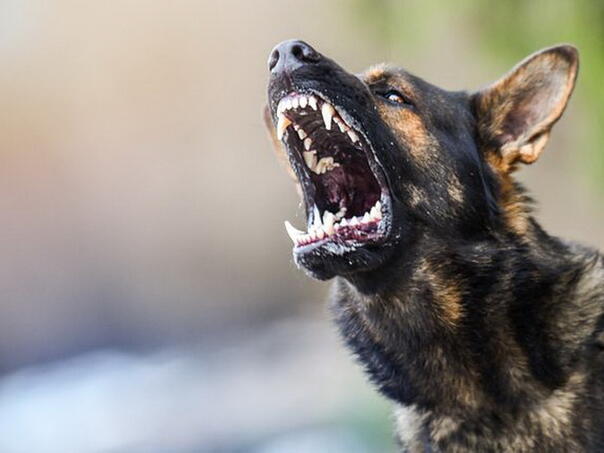 pas-u-gorazdu-napao-djecaka-8-nanio-mu-povrede-po-glavi-i-tijelu-pas_690149409790f